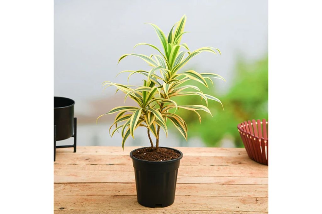Indoor Ornamental Plants